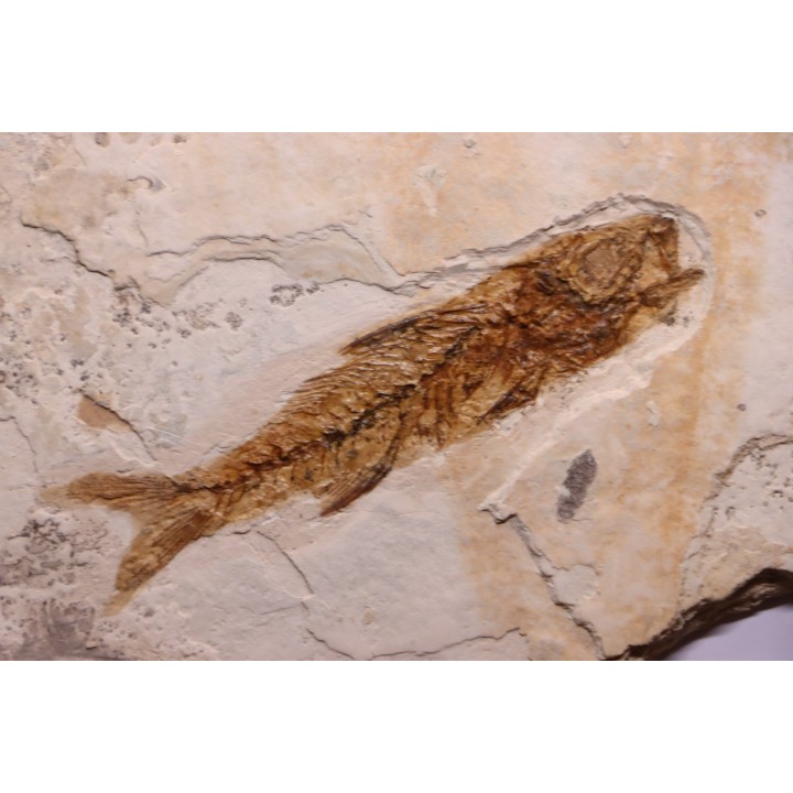 DAPALIS MACRURUS - oligocène de Provence - FRANCE