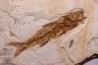 DAPALIS MACRURUS - stampian - Provence - France