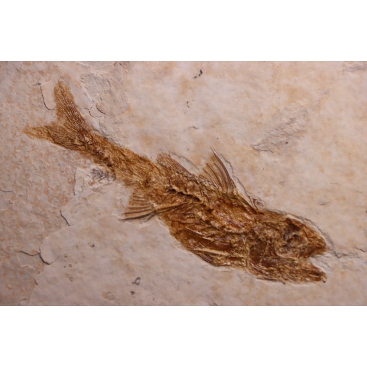 DAPALIS MACRURUS - stampian - Provence - France