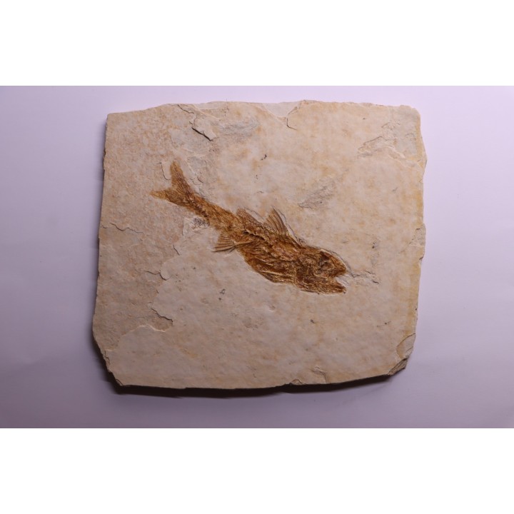 DAPALIS MACRURUS - stampian - Provence - France
