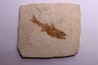 DAPALIS MACRURUS - stampian - Provence - France