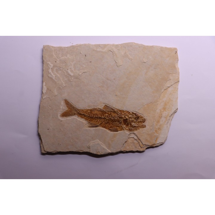 DAPALIS MACRURUS - stampian - Provence - France