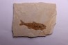 DAPALIS MACRURUS - stampian - Provence - France