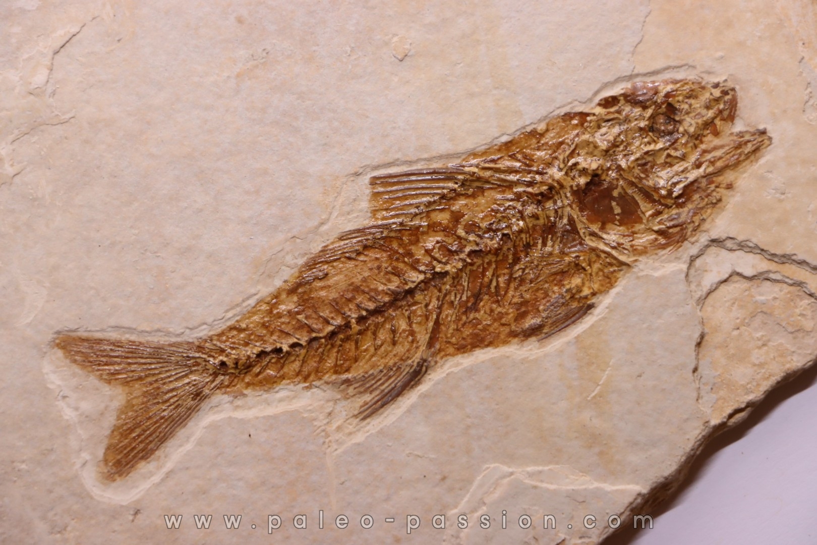 DAPALIS MACRURUS - oligocène de Provence - FRANCE