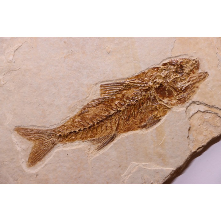 DAPALIS MACRURUS - oligocène de Provence - FRANCE