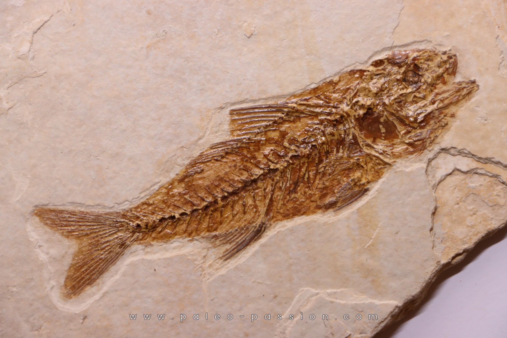DAPALIS MACRURUS - oligocène de Provence - FRANCE