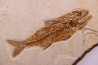 DAPALIS MACRURUS - oligocène de Provence - FRANCE