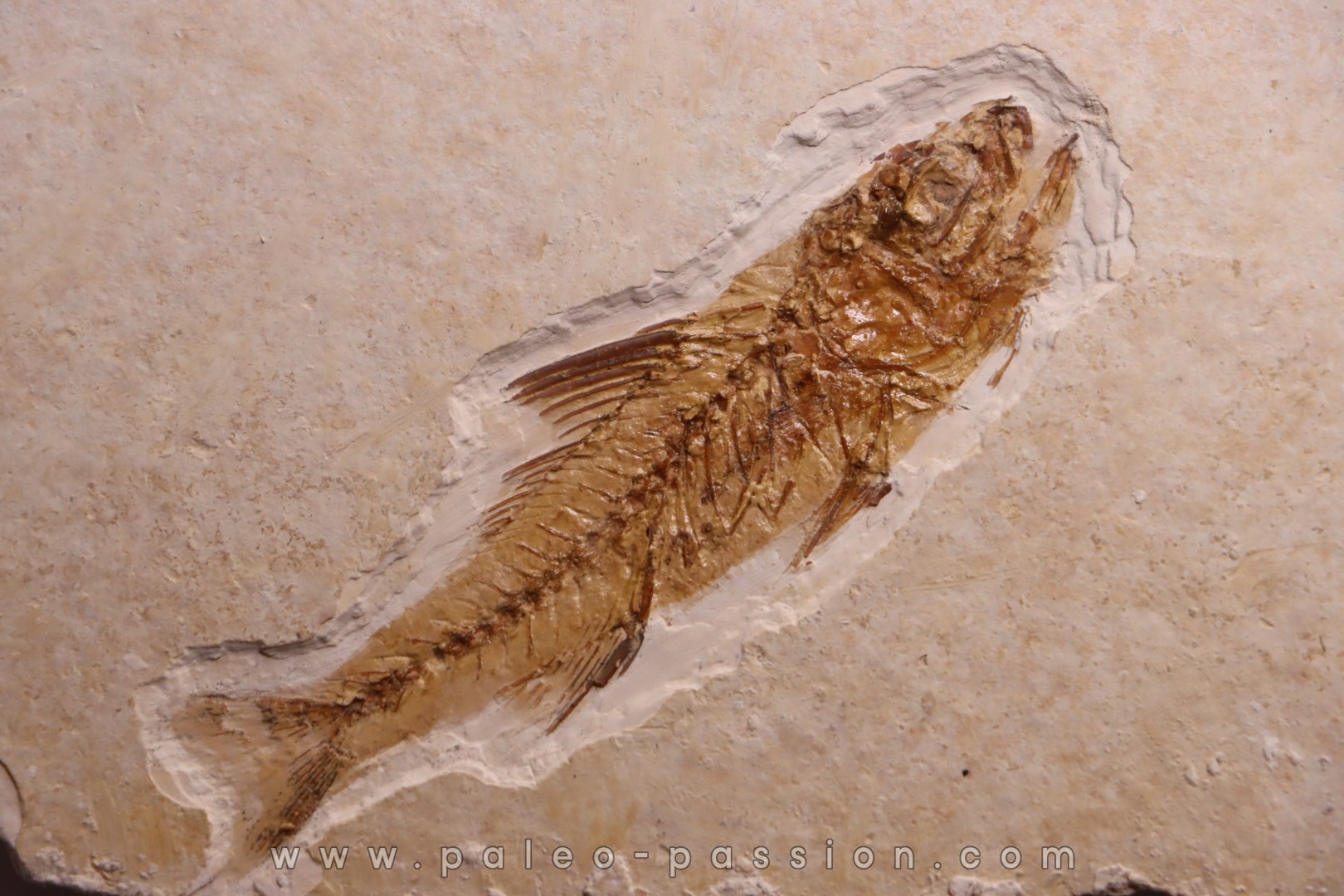 DAPALIS MACRURUS - stampian - Provence - France