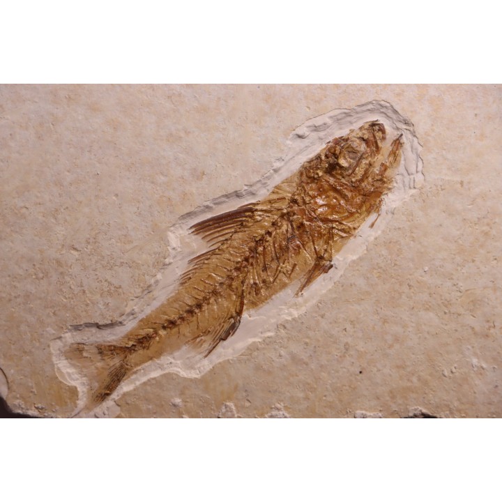 DAPALIS MACRURUS - oligocène de Provence - FRANCE