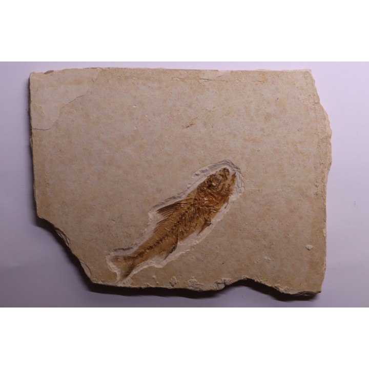 DAPALIS MACRURUS - stampian - Provence - France