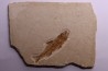 DAPALIS MACRURUS - stampian - Provence - France