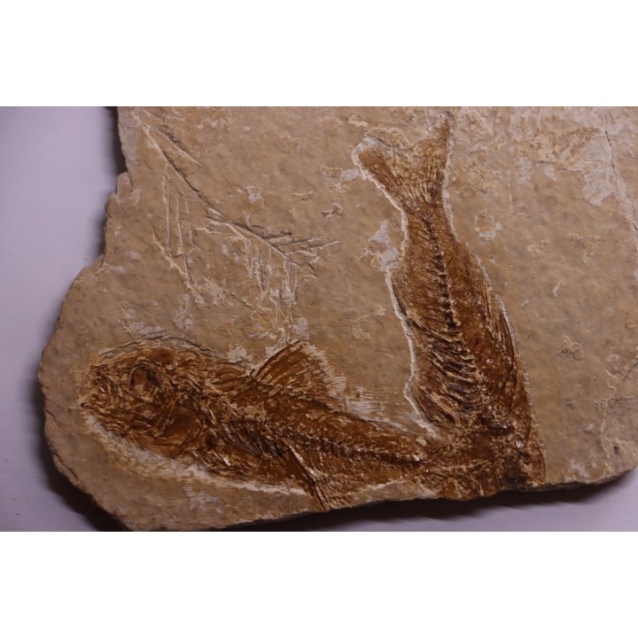 DAPALIS MACRURUS - stampian - Provence - France