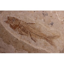 DAPALIS MACRURUS - oligocène de Provence - FRANCE