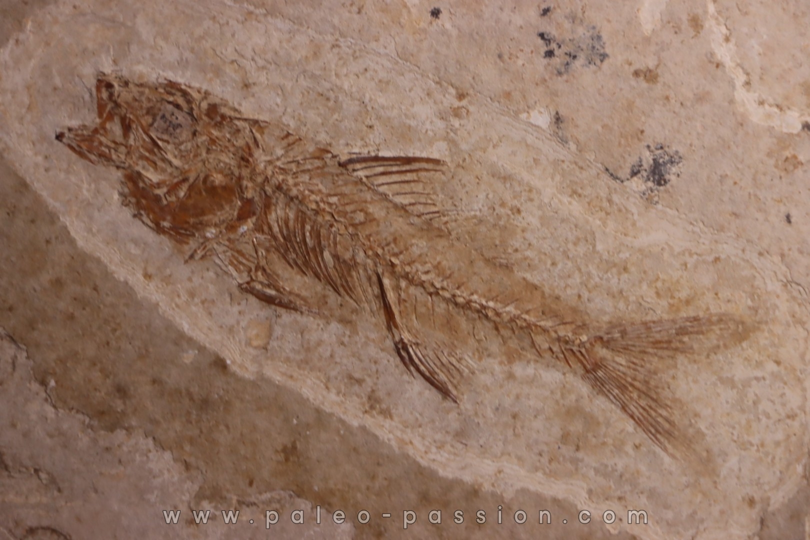 DAPALIS MACRURUS - oligocène de Provence - FRANCE