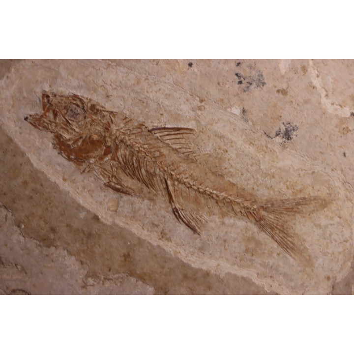 DAPALIS MACRURUS - oligocène de Provence - FRANCE