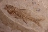 DAPALIS MACRURUS - oligocène de Provence - FRANCE