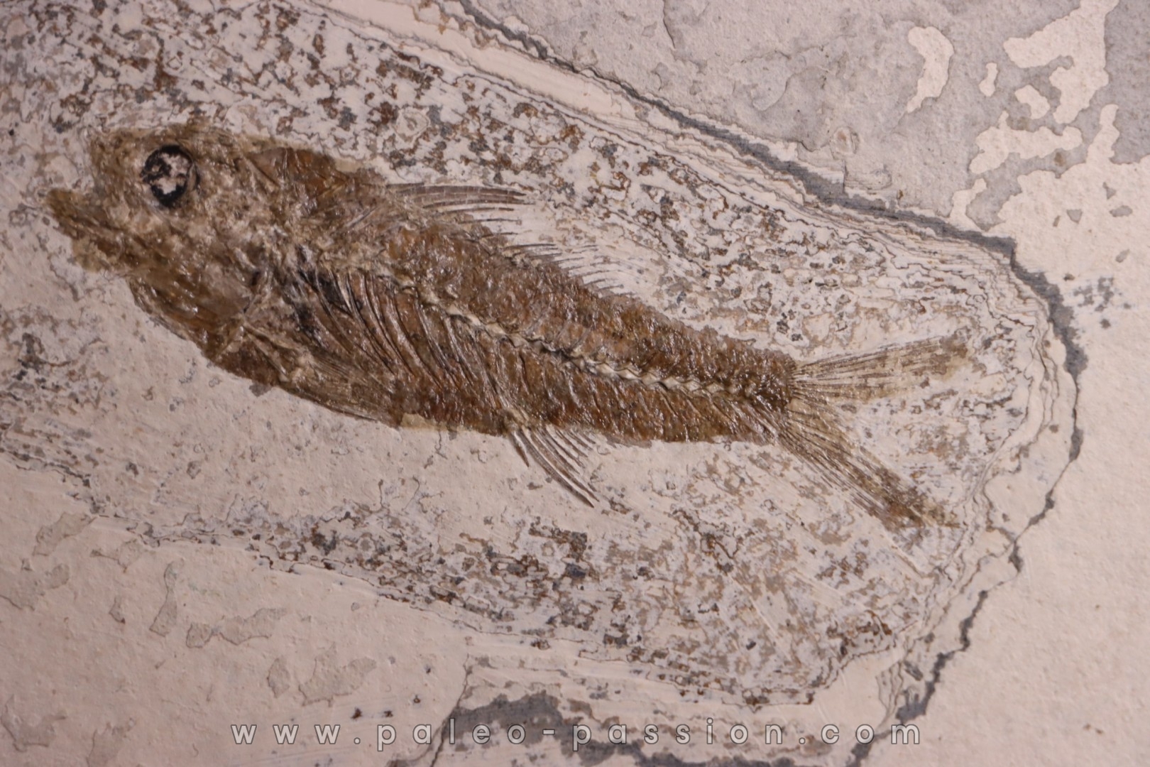 DAPALIS MACRURUS - oligocène de Provence - FRANCE
