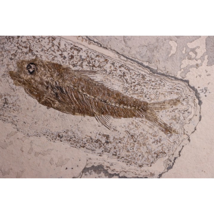 DAPALIS MACRURUS - oligocène de Provence - FRANCE