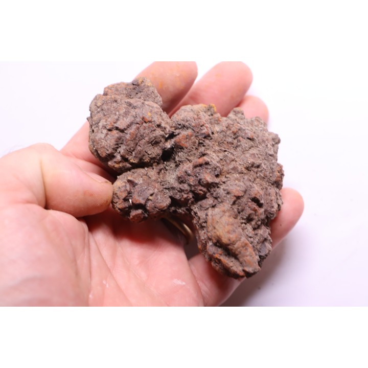coprolithe of reptil - cenozoic -  Betsiboka, province of Majunga - Madagascar