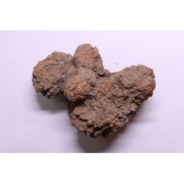 coprolithe of reptil - cenozoic -  Betsiboka, province of Majunga - Madagascar