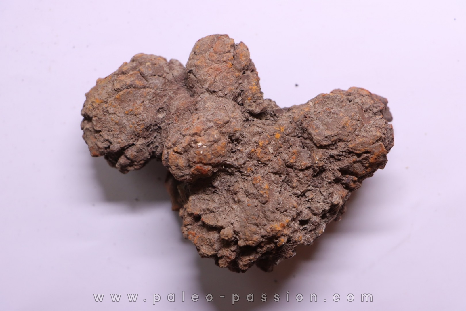 coprolithe of reptil - cenozoic - Betsiboka, province of Majunga - Madagascar