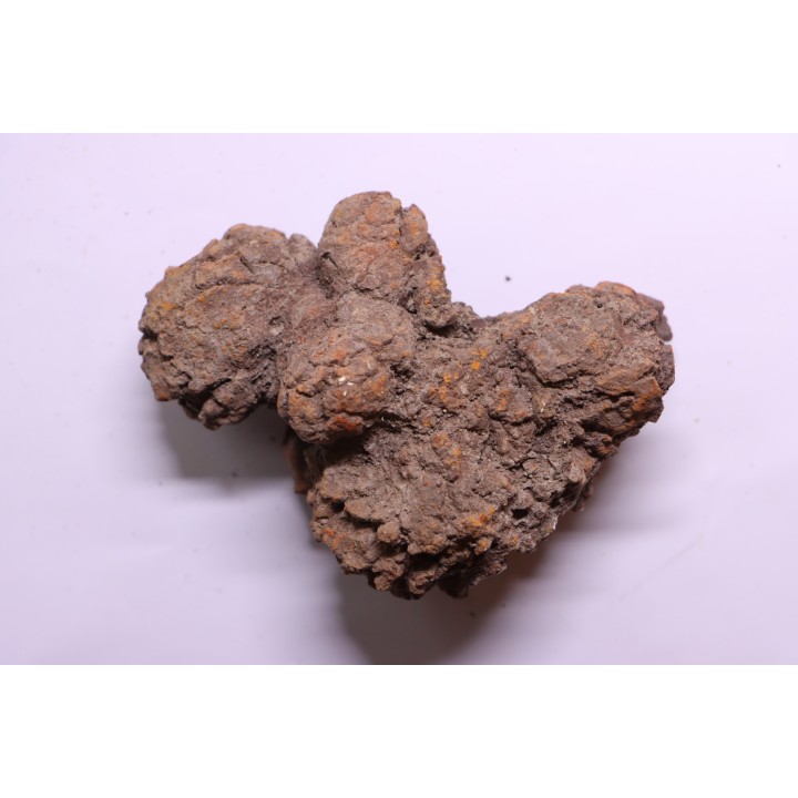coprolithe of reptil - cenozoic -  Betsiboka, province of Majunga - Madagascar