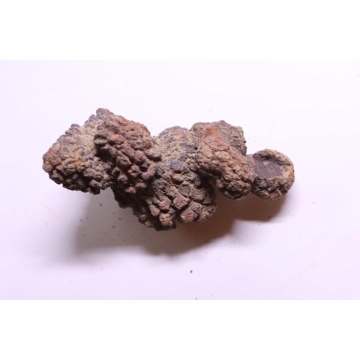 COPROLITHE DE REPTILE - cénozoïque - région de Betsiboka, province de Majunga - Madagascar