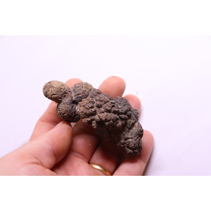 coprolithe of reptil - cenozoic -  Betsiboka, province of Majunga - Madagascar