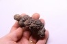 coprolithe of reptil - cenozoic -  Betsiboka, province of Majunga - Madagascar