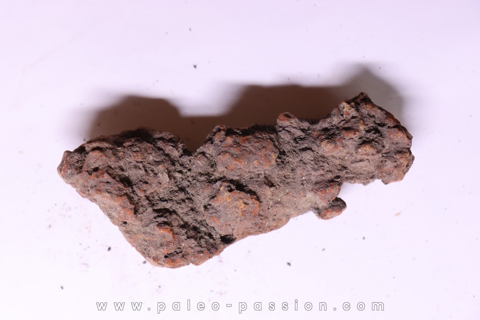 COPROLITHE DE REPTILE - cénozoïque - région de Betsiboka, province de Majunga - Madagascar