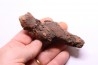 coprolithe of reptil - cenozoic -  Betsiboka, province of Majunga - Madagascar