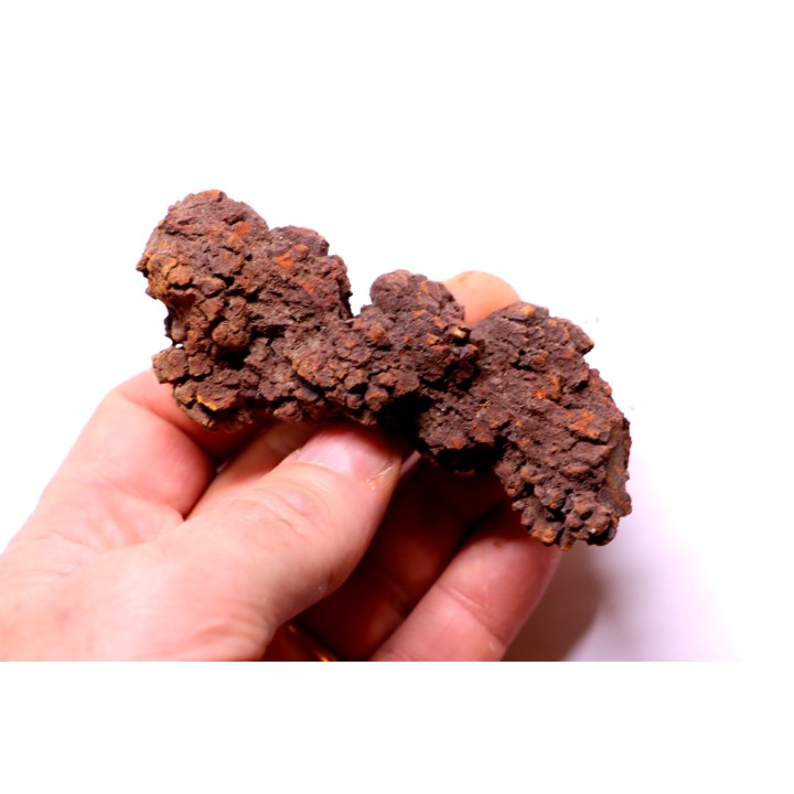 coprolithe of reptil - cenozoic -  Betsiboka, province of Majunga - Madagascar