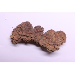 coprolithe of reptil - cenozoic -  Betsiboka, province of Majunga - Madagascar