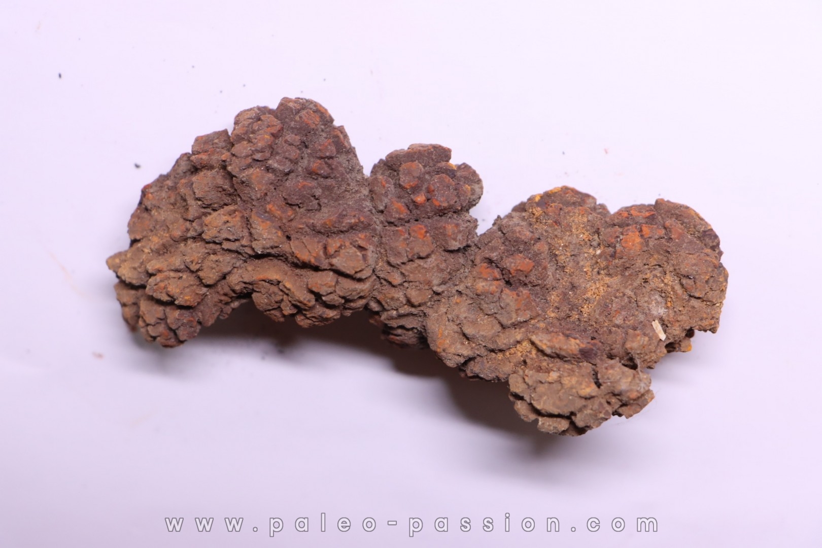 coprolithe of reptil - cenozoic - Betsiboka, province of Majunga - Madagascar