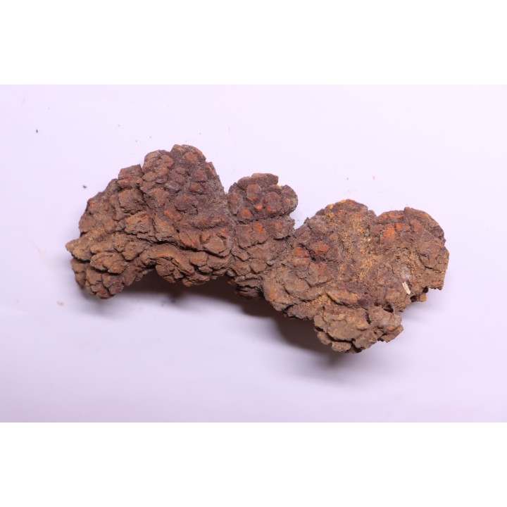 COPROLITHE DE REPTILE - cénozoïque - région de Betsiboka, province de Majunga - Madagascar