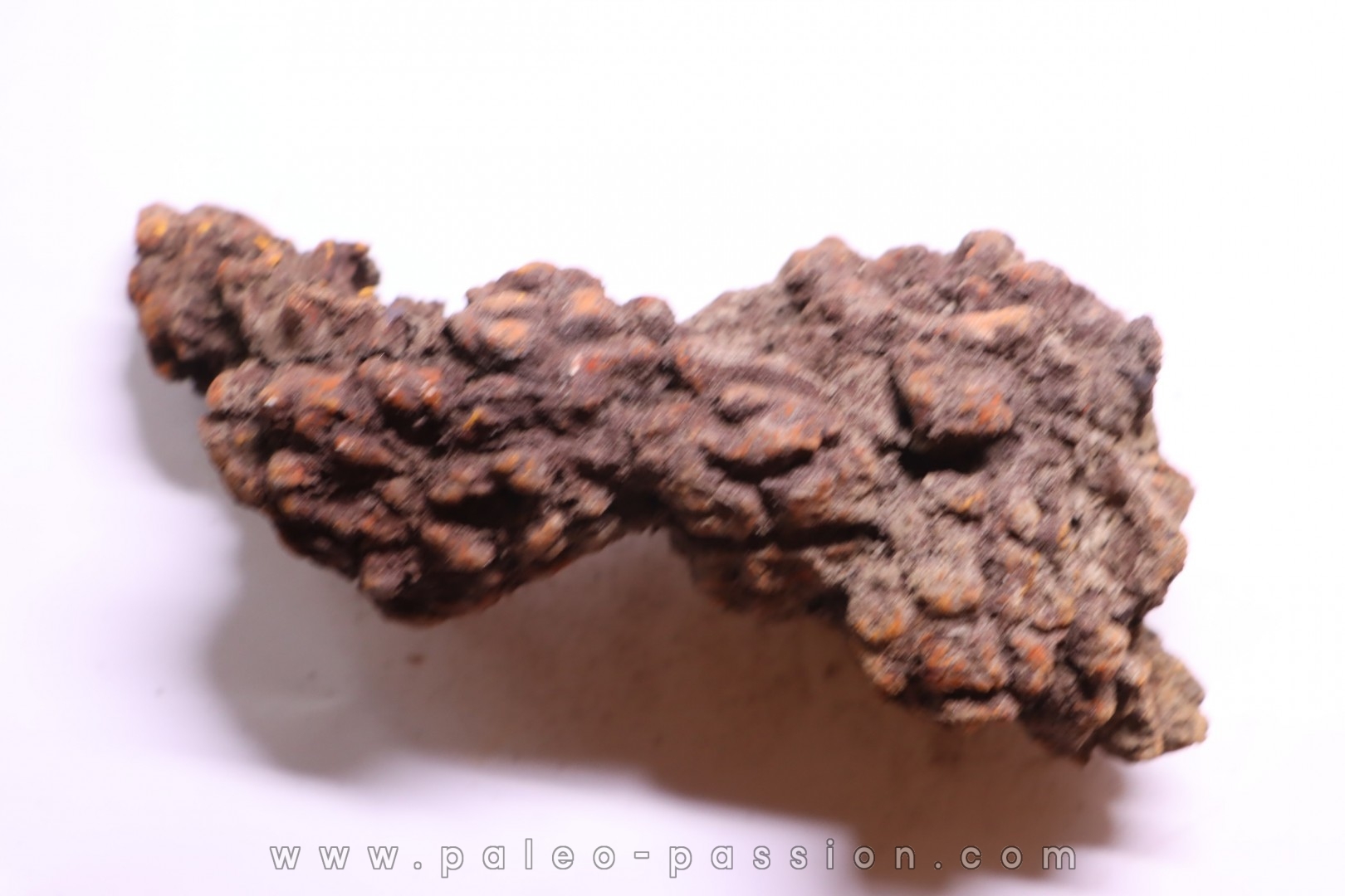 coprolithe of reptil - cenozoic - Betsiboka, province of Majunga - Madagascar