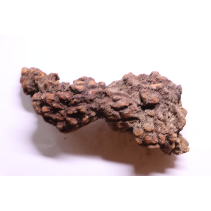 coprolithe of reptil - cenozoic -  Betsiboka, province of Majunga - Madagascar