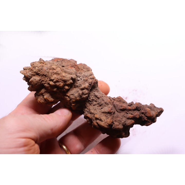 coprolithe of reptil - cenozoic -  Betsiboka, province of Majunga - Madagascar