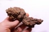 coprolithe of reptil - cenozoic - Betsiboka, province of Majunga - Madagascar
