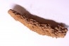 coprolithe of reptil - cenozoic -  Betsiboka, province of Majunga - Madagascar
