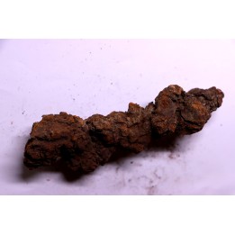 coprolithe of reptil - cenozoic -  Betsiboka, province of Majunga - Madagascar