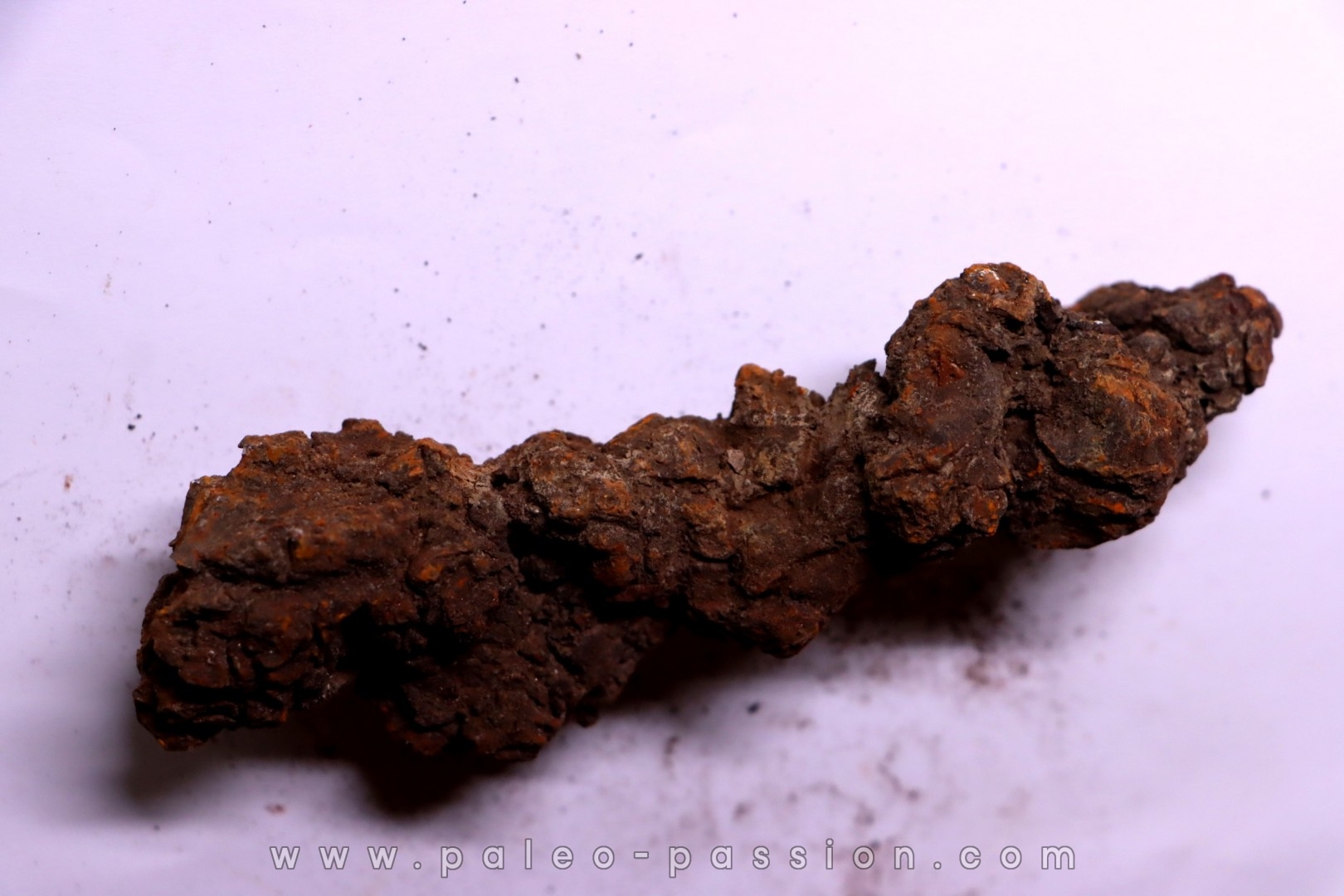 coprolithe of reptil - cenozoic - Betsiboka, province of Majunga - Madagascar