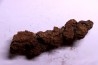 COPROLITHE DE REPTILE - cénozoïque - région de Betsiboka, province de Majunga - Madagascar