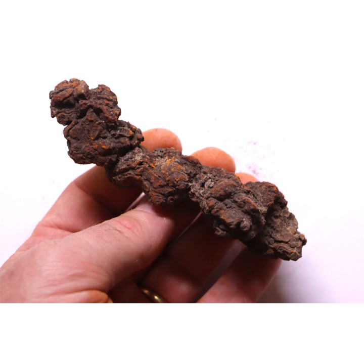 COPROLITHE DE REPTILE - cénozoïque - région de Betsiboka, province de Majunga - Madagascar