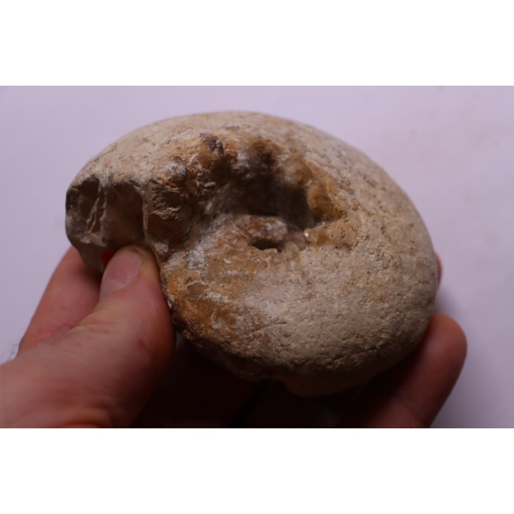 ORTHASPIDOCERAS  Kimmeridgien  La Rochelle - FRANCE