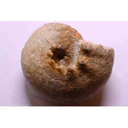 ORTHASPIDOCERAS  Kimmeridgian  La Rochelle - FRANCE