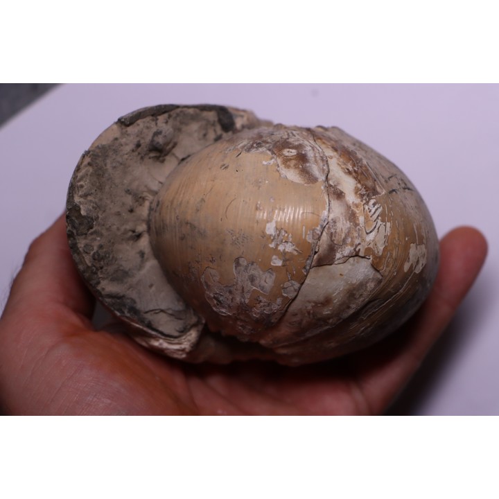 CADOCERAS EMELIANZEVI (Vor)  Callovian  Gorky, RUSSIA