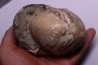 CADOCERAS EMELIANZEVI (Vor)  Callovian  Gorky, RUSSIA