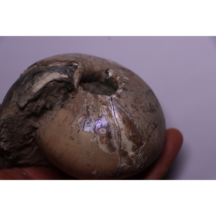 CADOCERAS EMELIANZEVI (Vor)  Callovian  Gorky, RUSSIA