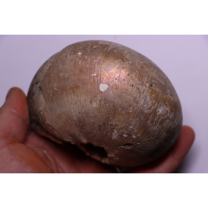 CADOCERAS EMELIANZEVI (Vor)  Callovian  Gorky, RUSSIA